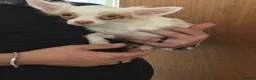 Chihuahua dogs for sale: 3 adorable chihuahuas for sale - Advert 7