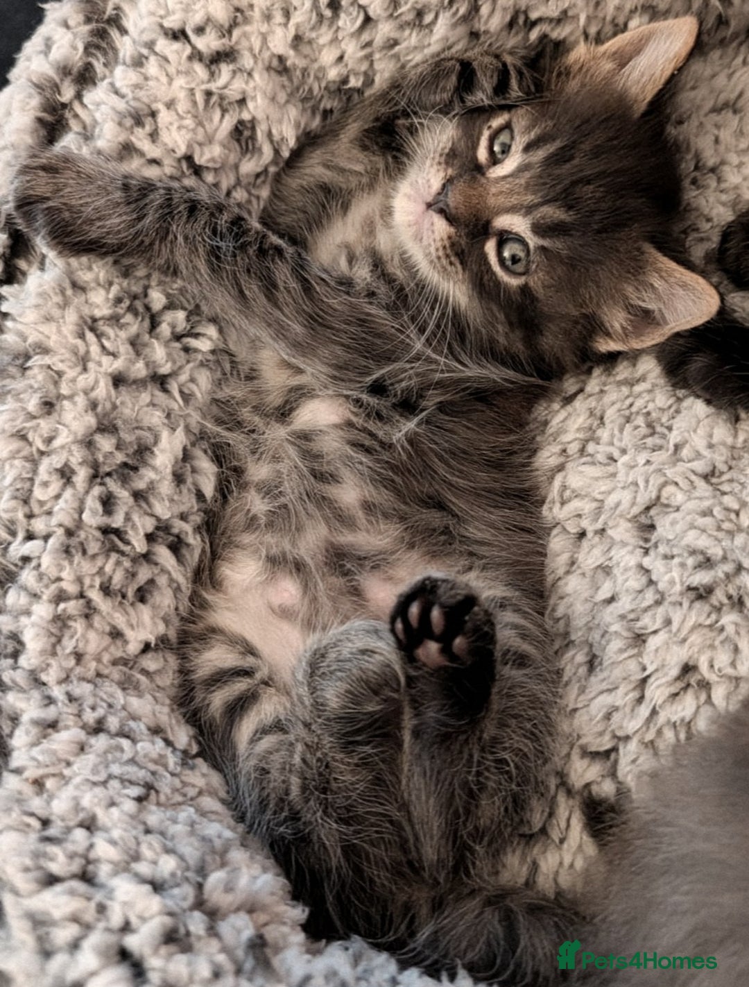 Maine Coon cats for sale: Five stunning maine coon kittens - Advert 9