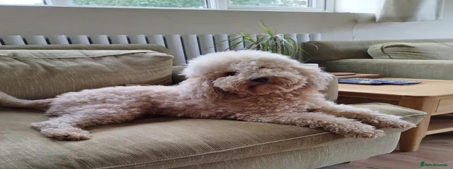 Stanley