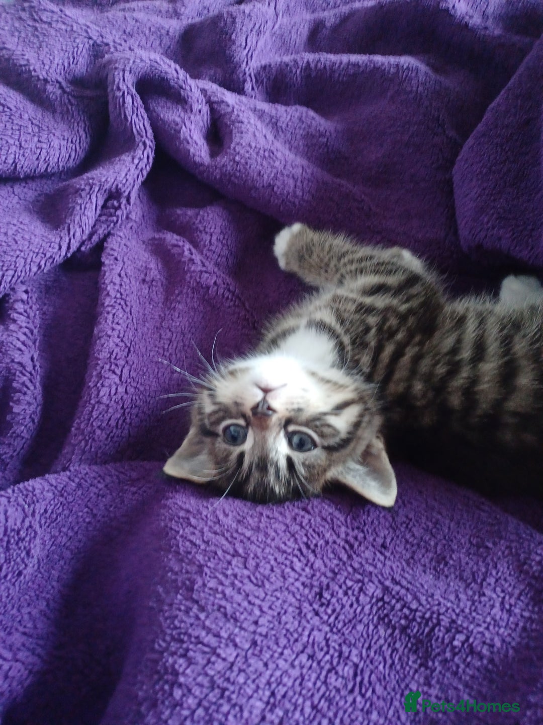 Maine Coon cats for sale: Little Half Main Coons - Advert 29