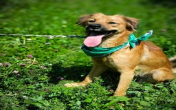 Mixed Breed dogs for adoption: 🐶💖 MIAH 💖🐶 - Image 5