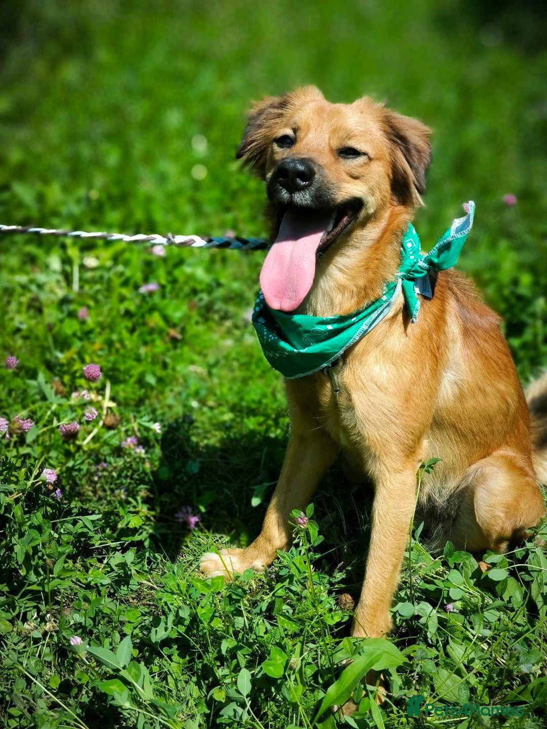 Mixed Breed dogs for adoption: 🐶💖 MIAH 💖🐶 - Image 5