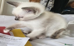 Snowshoe cats for sale: Full Pedigree Snowshoe Kittens - Image 12