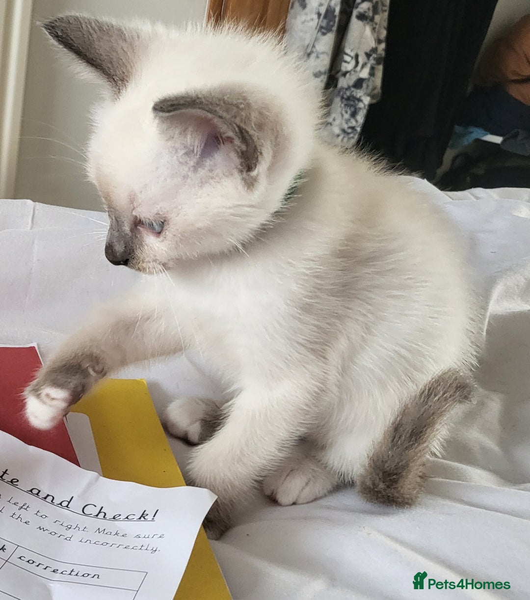 Snowshoe cats for sale: Full Pedigree Snowshoe Kittens - Image 12