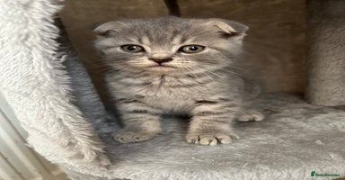 Scottish Fold cats - Advert 3