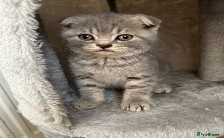 Scottish Fold cats - Advert 10
