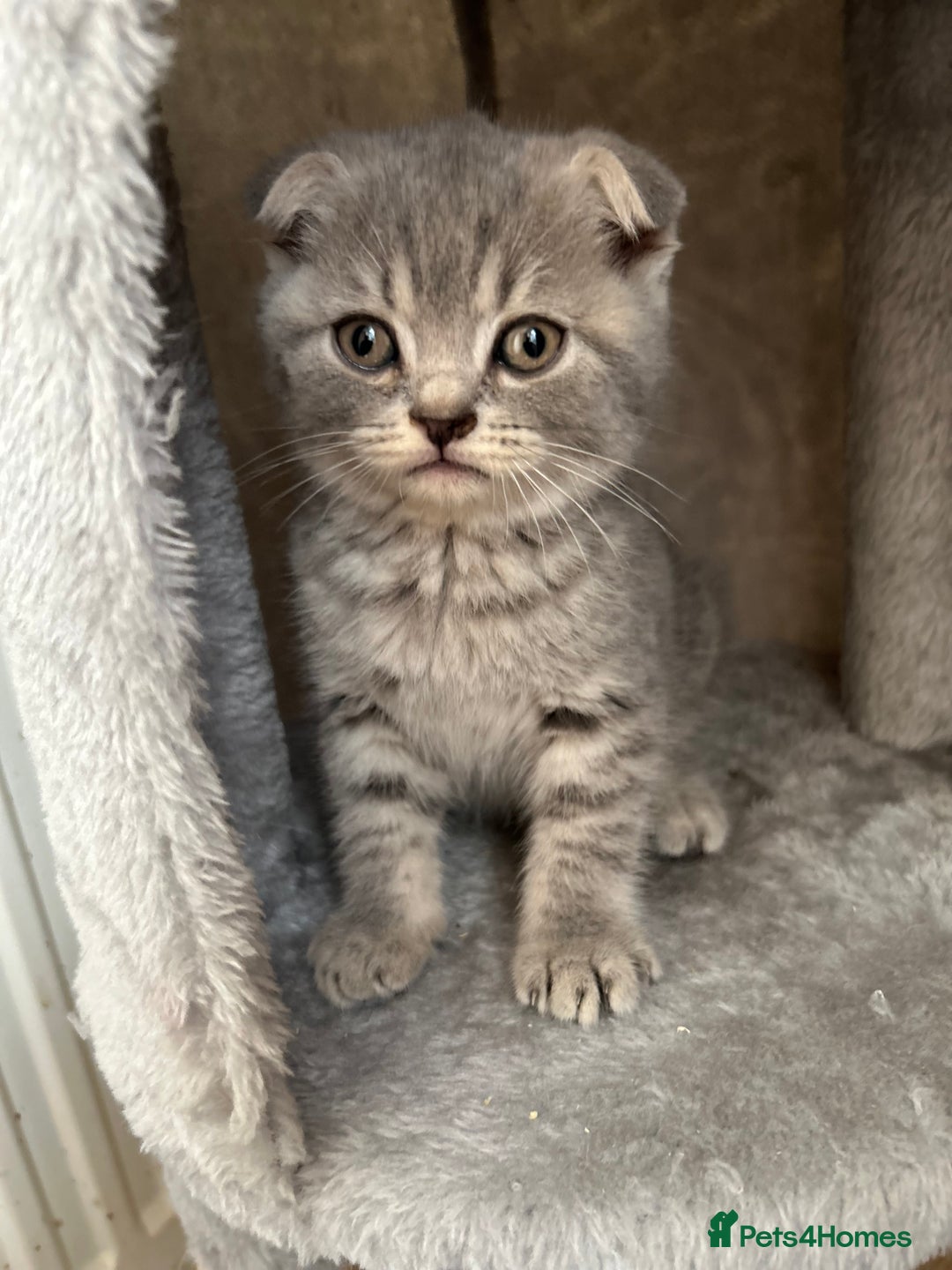Scottish Fold cats for sale: Folded Silver Tabby boy *** REDUCED last of litter - Image 1