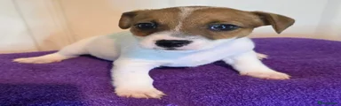 Jack Russell Puppy 4
