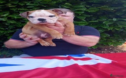 Old Tyme Bulldog dogs for sale: Victorian Bulldogs HEALTH TESTED - Image 13