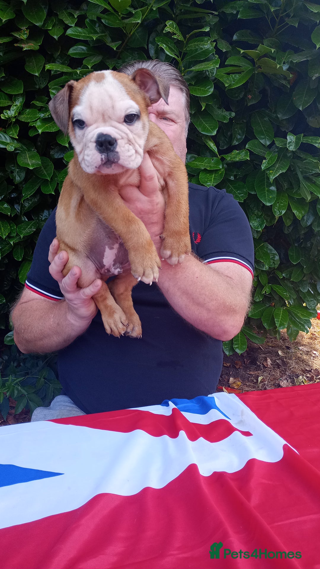 Old Tyme Bulldog dogs for sale: Victorian Bulldogs HEALTH TESTED - Image 13