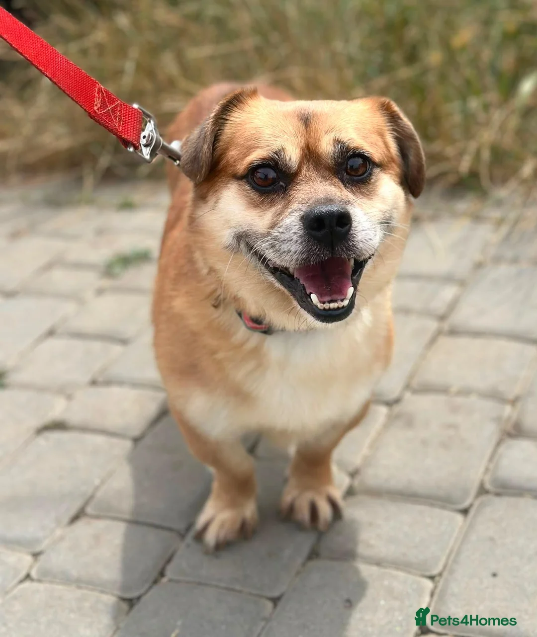 Mixed Breed dogs for adoption: 💙MAX💙 – A LITTLE GENTLEMAN LOOKING FOR HOME - Advert 1