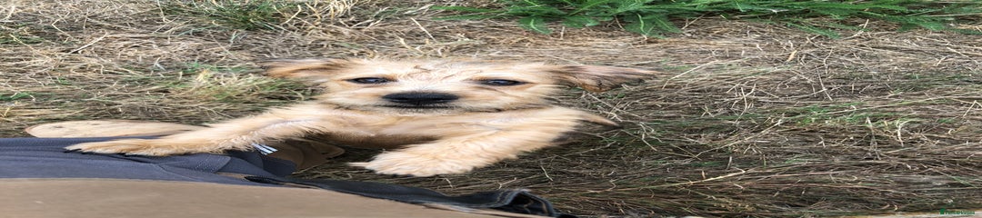 Mixed Breed Puppy 3