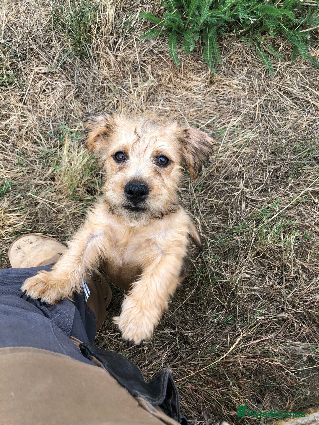 Mixed Breed dogs for sale: Terrier Patterdale x Sealyham  puppies - Image 3