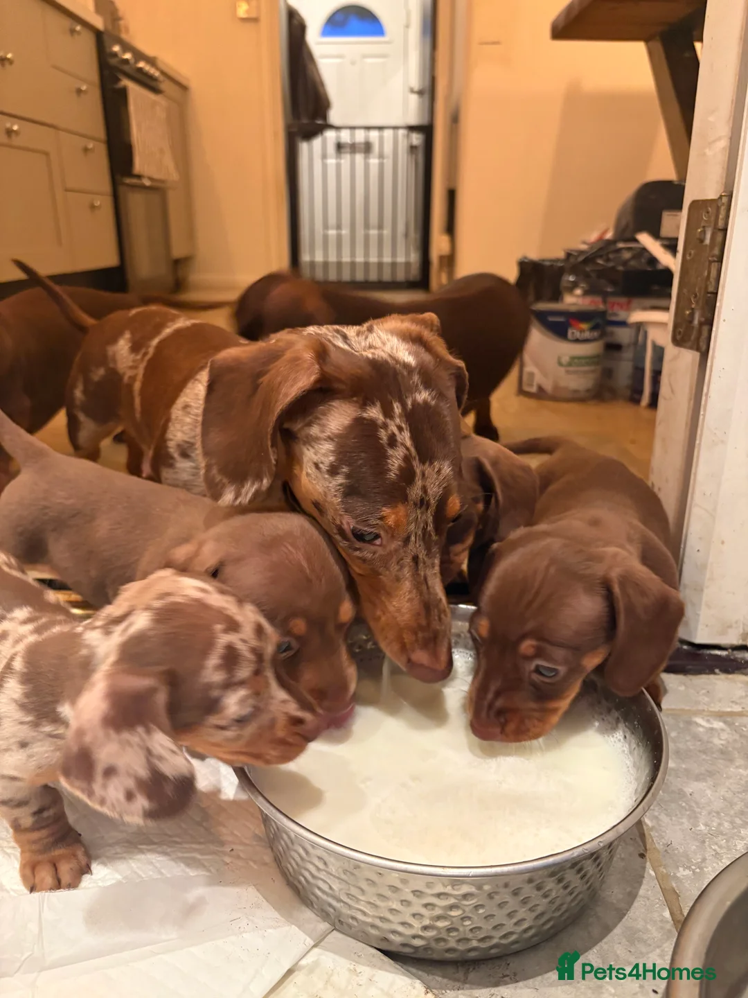 Miniature Dachshund dogs for sale: Perfect Miniature Dacshunds London/Kent - Advert 17