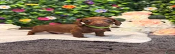Dachshund dogs for sale: Standard Dachshund Puppies - READY NOW - Advert 28