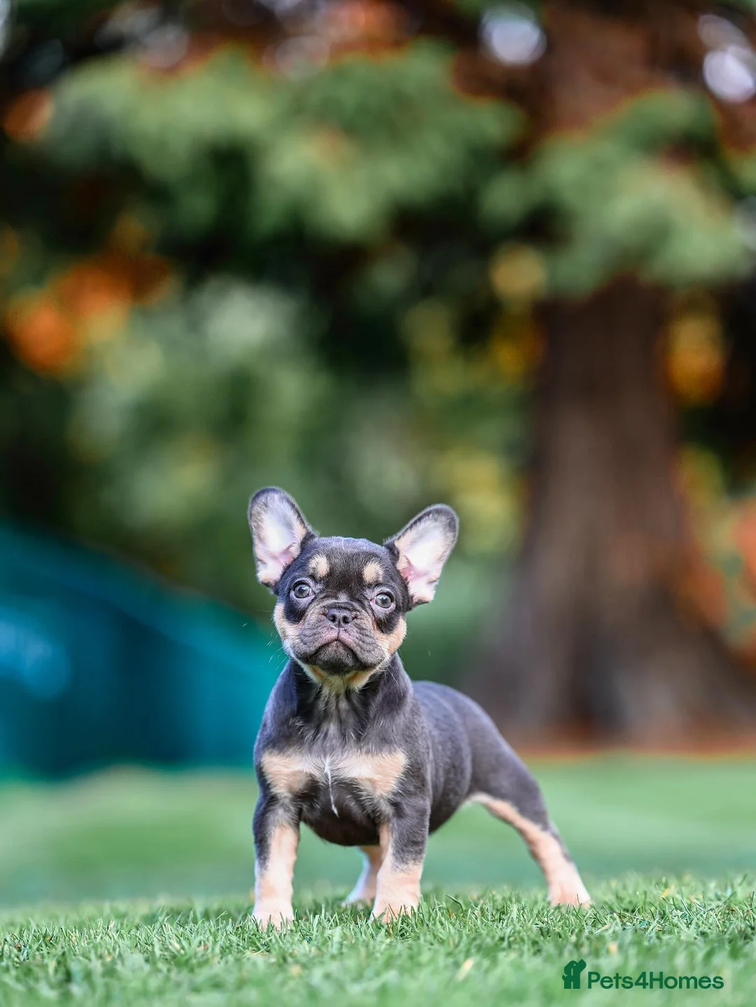 French Bulldog dogs for sale: 4 FRENCH BULLDOG GIRLS AVAILABLE  - Advert 11