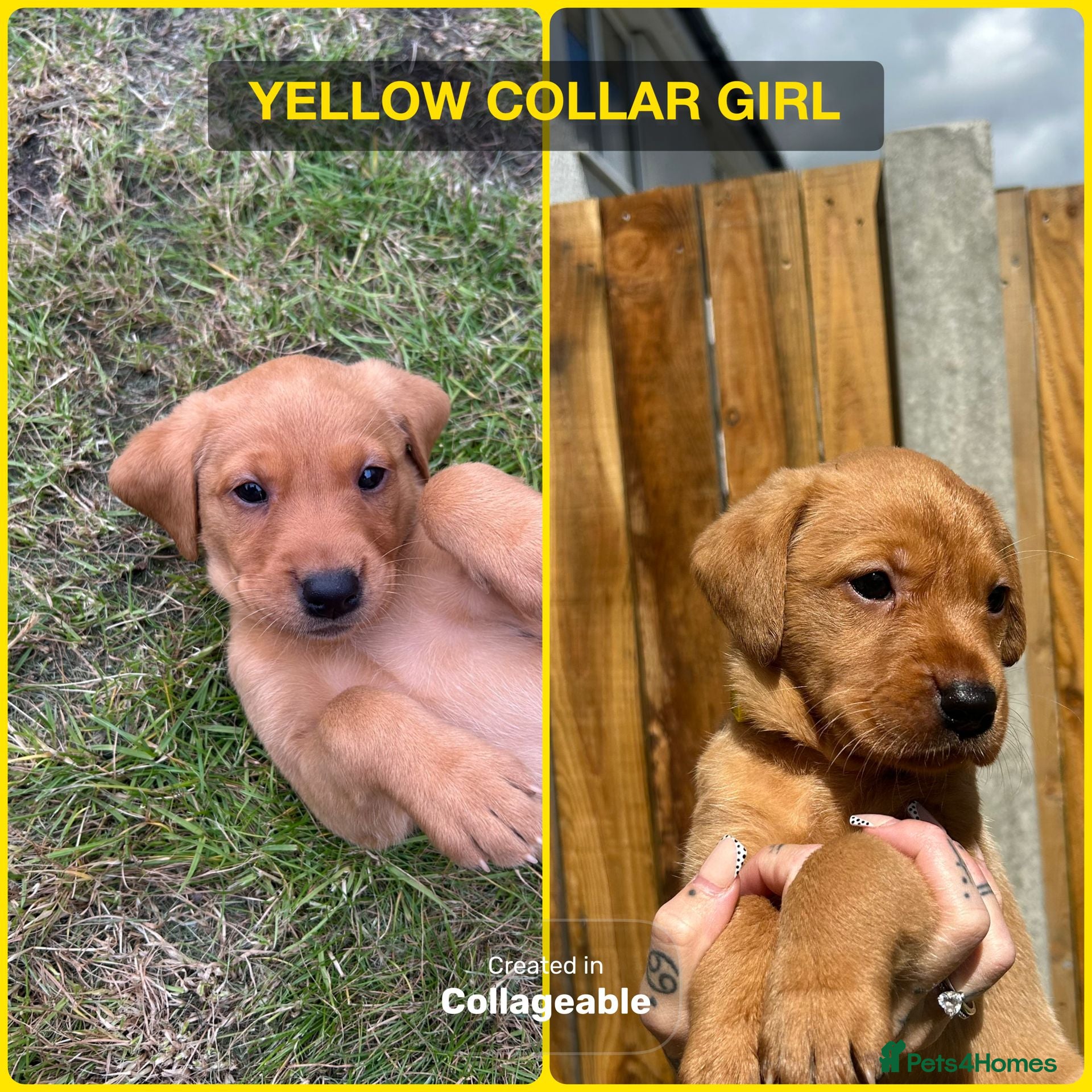 Labrador Retriever dogs 3 Beautiful Fox Labradors / 1 Boy / 2 Girls  - Advert 2