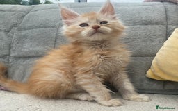 Maine Coon cats for sale: Registered Maine coon kittens  - Image 20