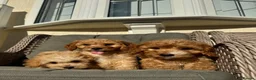 Cockapoo dogs for sale: F1 pra clear Cockapoos (council licensed) - Advert 14