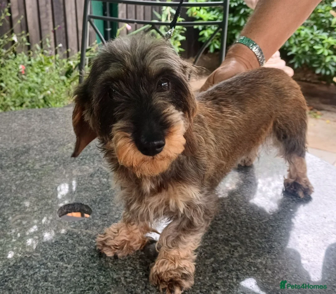 Miniature Dachshund dogs for sale: KC REG MINIATURE WIREDHAIRED DACHSHUND FEMALE - Advert 1