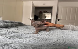 Sphynx cats for sale: Four 😍 SPHYNX kittens  - Image 17