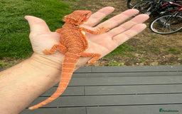 Bearded Dragon reptiles for sale: Bearded Dragon. Blue bar Tiger Stripe  - Image 13