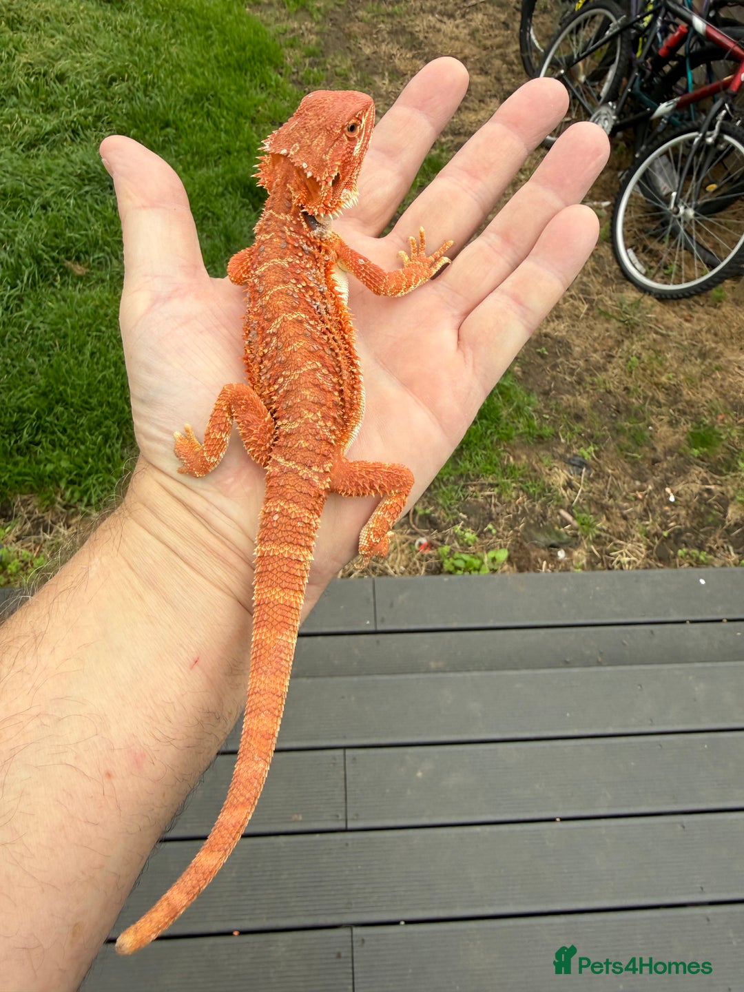 Bearded Dragon reptiles for sale: Bearded Dragon. Blue bar Tiger Stripe  - Image 13