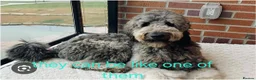 Goldendoodle dogs for sale: F1B Rare black standard Goldendoodle North Wales  - Advert 21