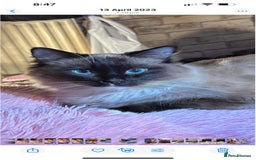 Ragdoll cats for sale: Full Ragdoll Kittens - Image 8
