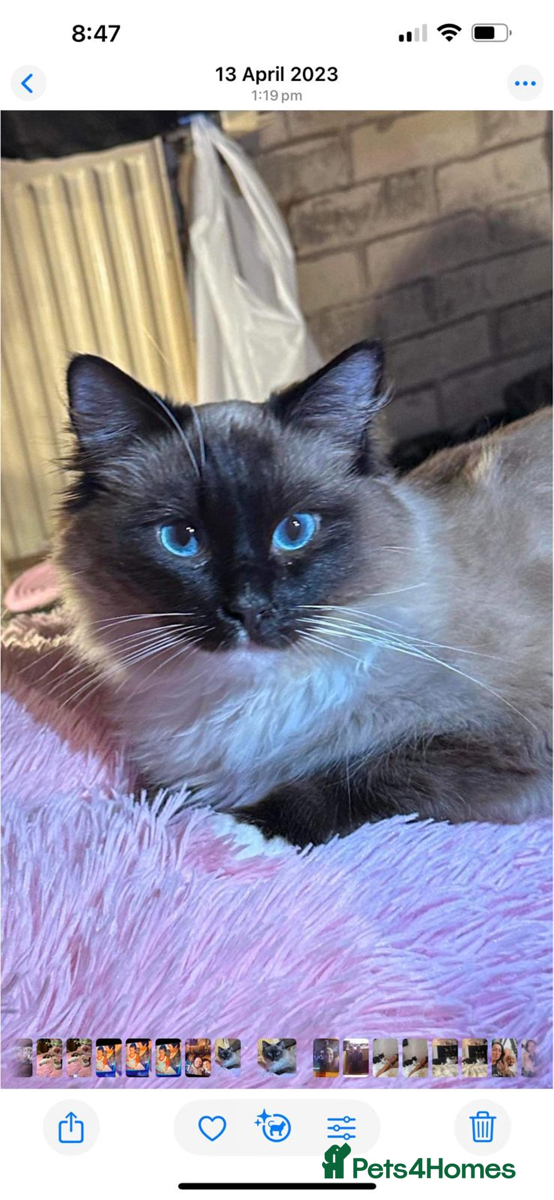 Ragdoll cats for sale: Full Ragdoll Kittens - Image 8