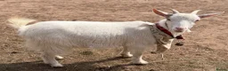 Goats livestock for sale: Female Goat For sale  in Exmouth - Advert 2
