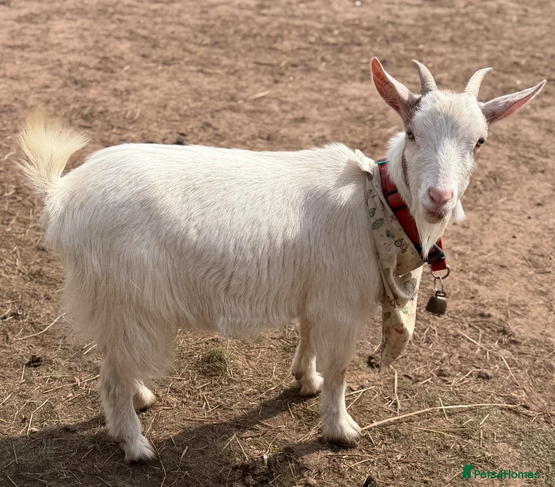 Goats livestock for sale: Female Goat For sale  in Exmouth - Advert 2
