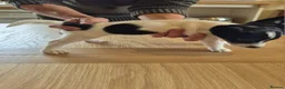 Parson Russell dogs for sale: Cracking parsons Russell puppies - Advert 7