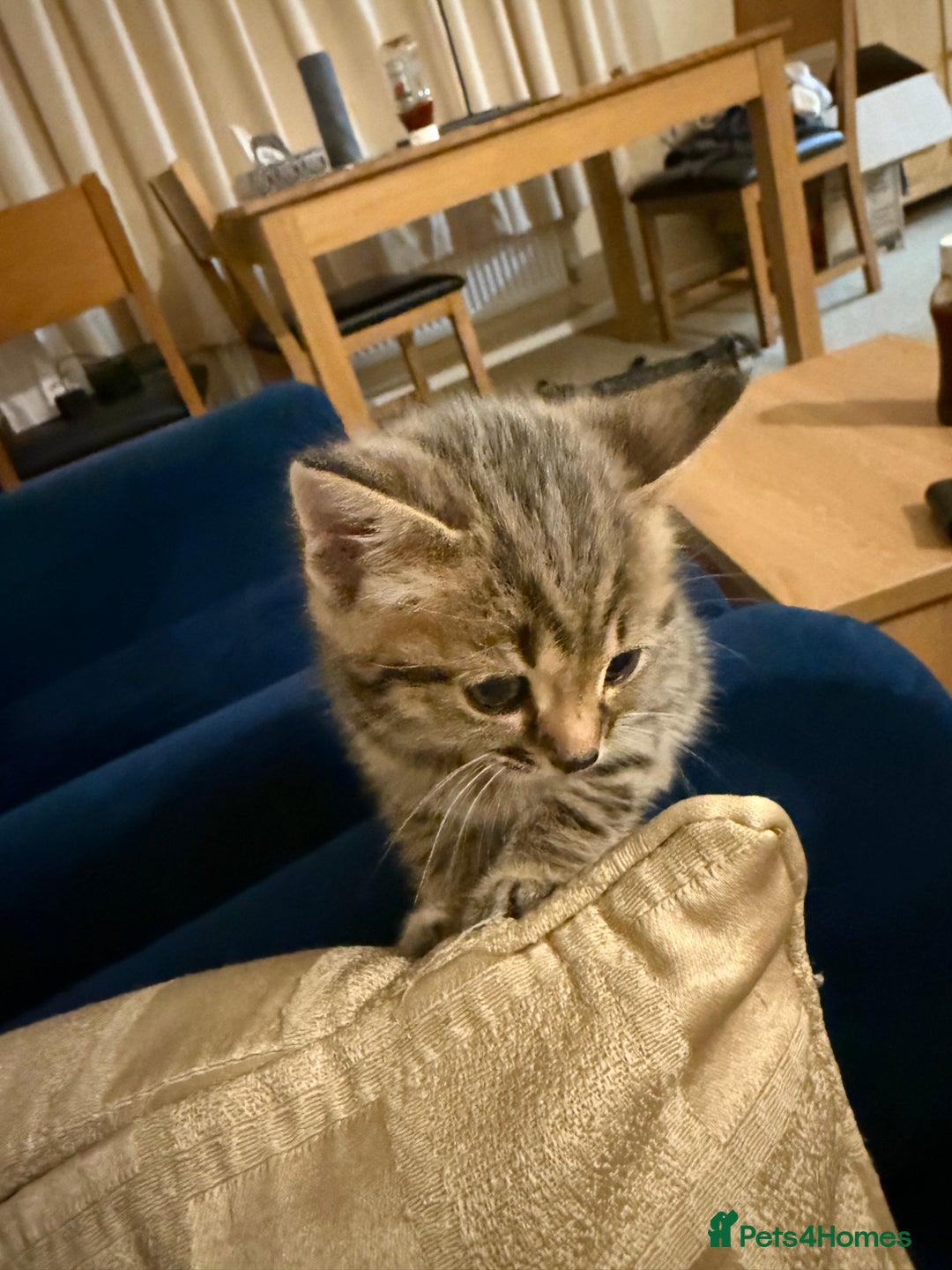 Domestic Shorthair cats for sale: Adorable, playful kitties ready for their homes - Image 9