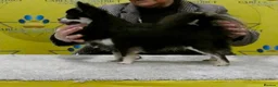 Chihuahua dogs for sale: Outstanding KC reg long haired chihuahuas - Advert 6