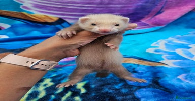 Ferret rodents - Advert 11