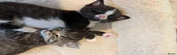 Mixed Breed cats for sale: Maine Coon x British Shorthair - Advert 14