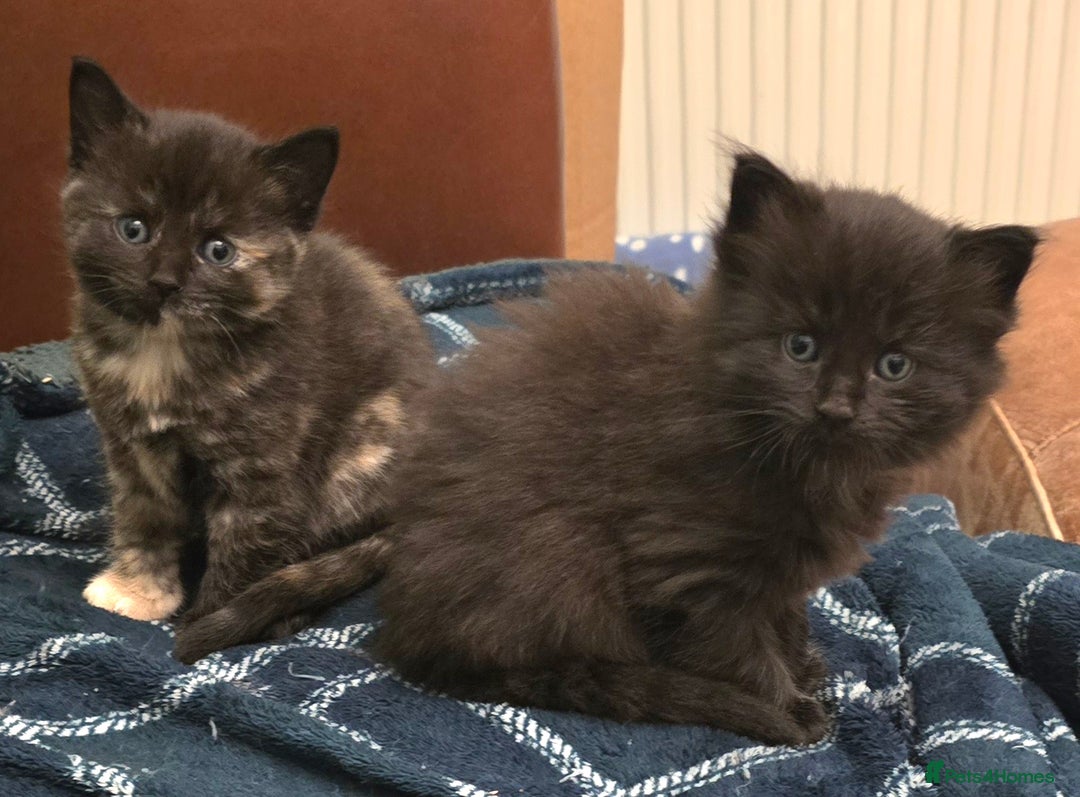 Mixed Breed cats for sale: Beautiful Kittens  - Image 17