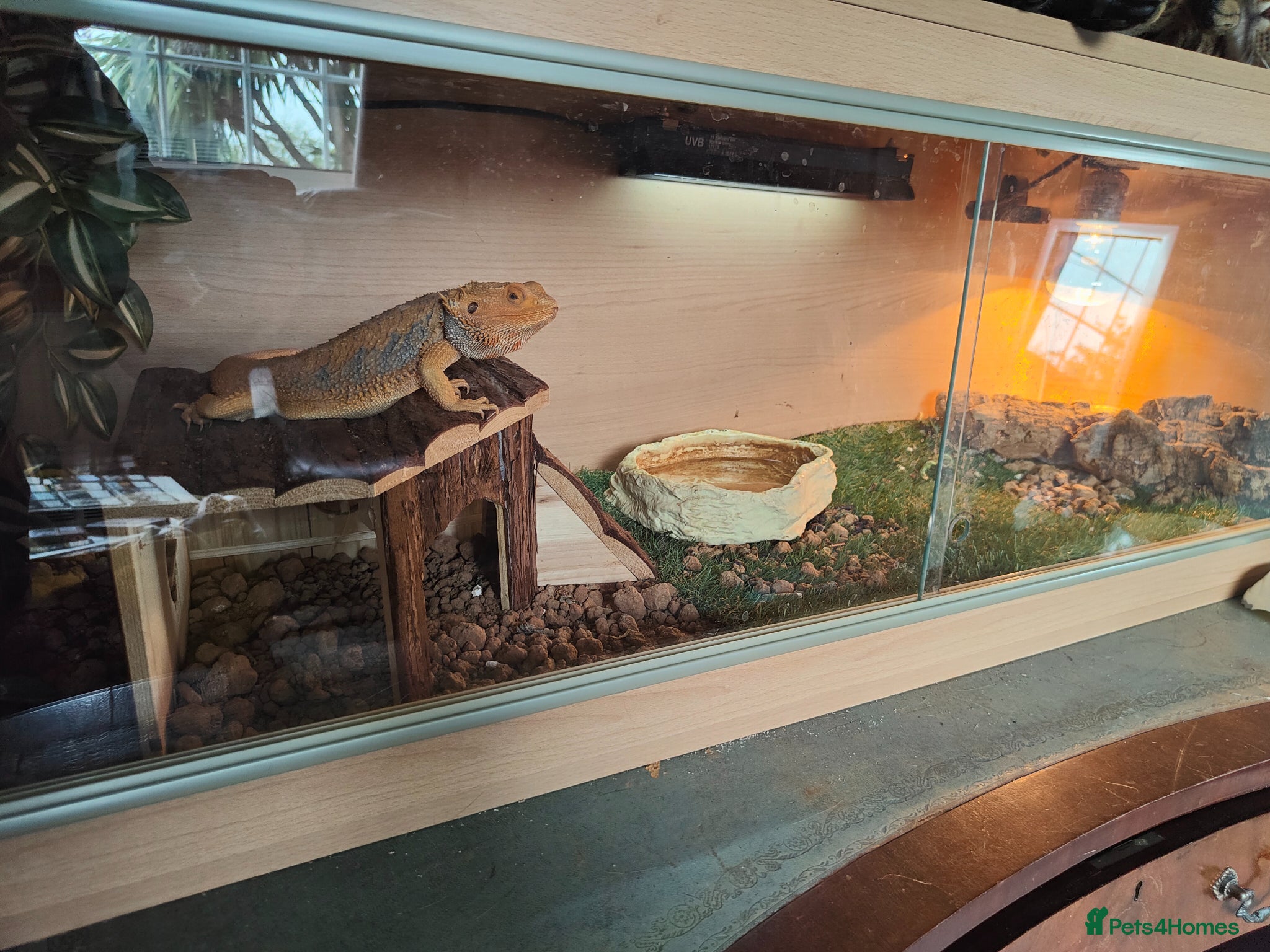 Bearded Dragon reptiles bearded dragon called smegy for sale - Advert 6