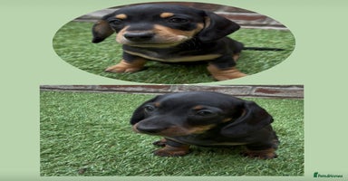 Miniature Dachshund dogs - Advert 10