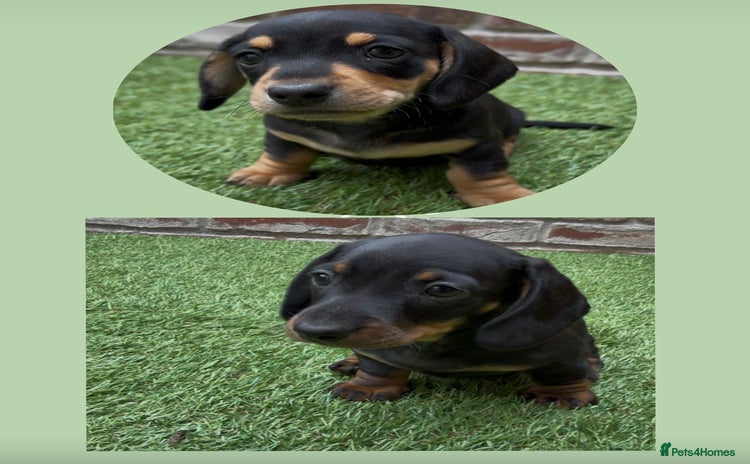 Miniature Dachshund dogs - Advert 2
