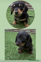 Miniature Dachshund dogs - Advert 7
