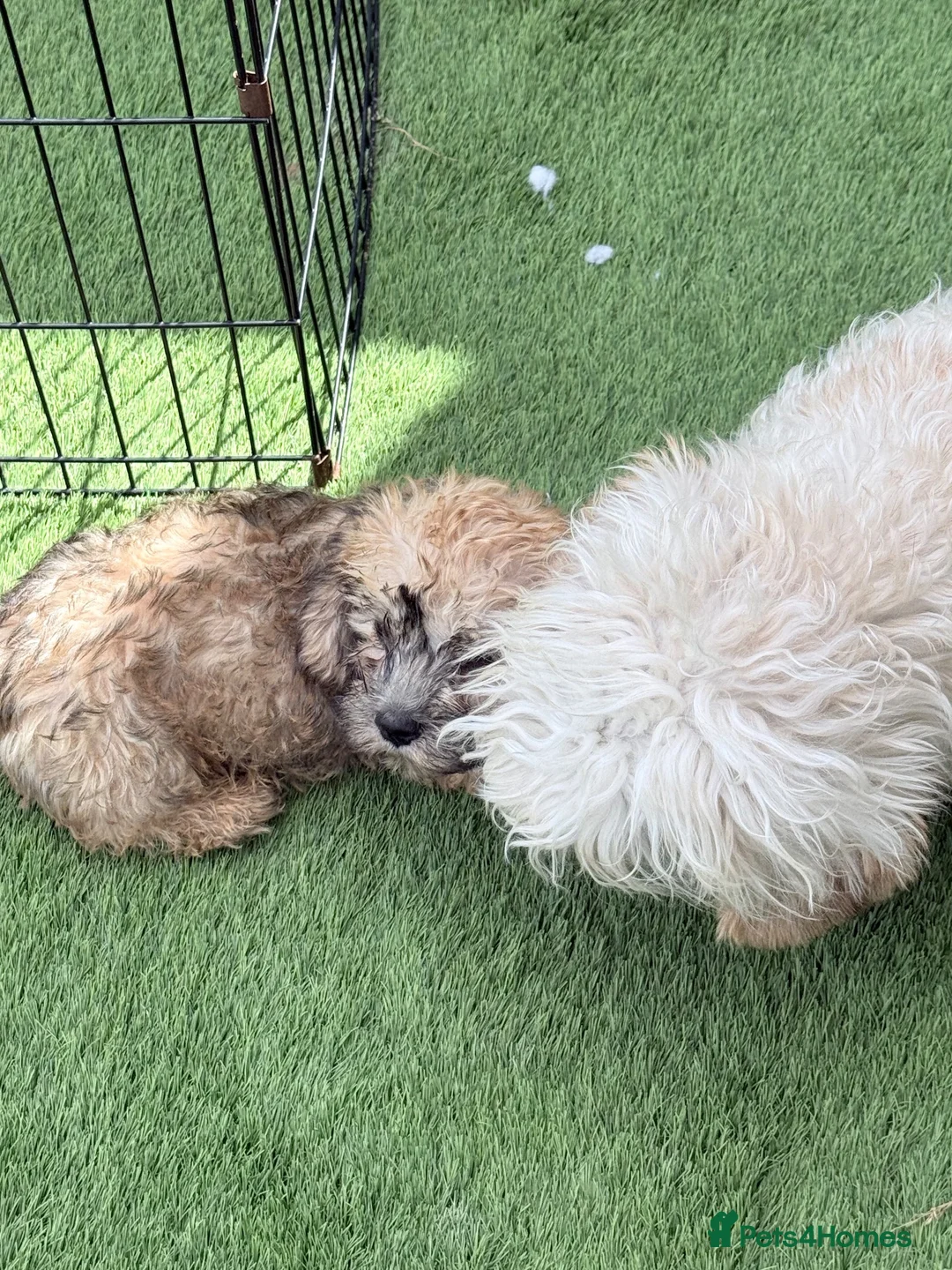 Dandie Dinmont Terrier dogs for sale: Dandie Dinmont male in Newton-le-Willows - Advert 2