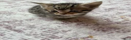 Bengal cats for sale: Beautiful Bengal kittens for sale in Chesterfield - Advert 10