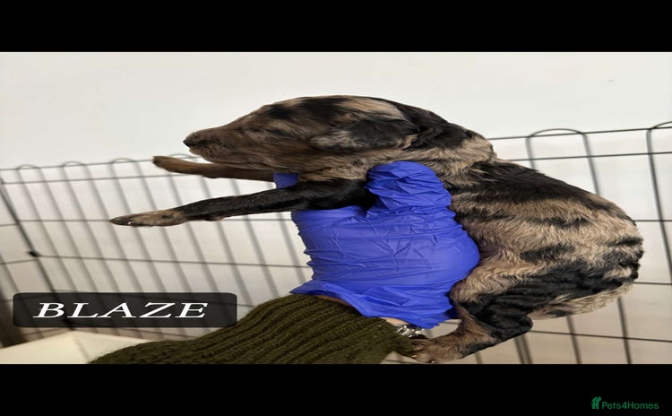 Cockapoo dogs - Advert 2