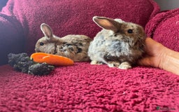 Mixed Breed rabbits for sale: Minilop, lionhead and mixed breed baby rabbits. - Image 21