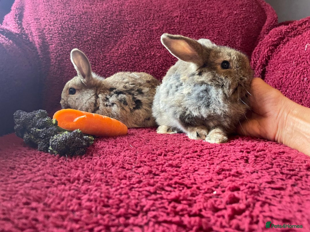 Mixed Breed rabbits for sale: Minilop, lionhead and mixed breed baby rabbits. - Image 21