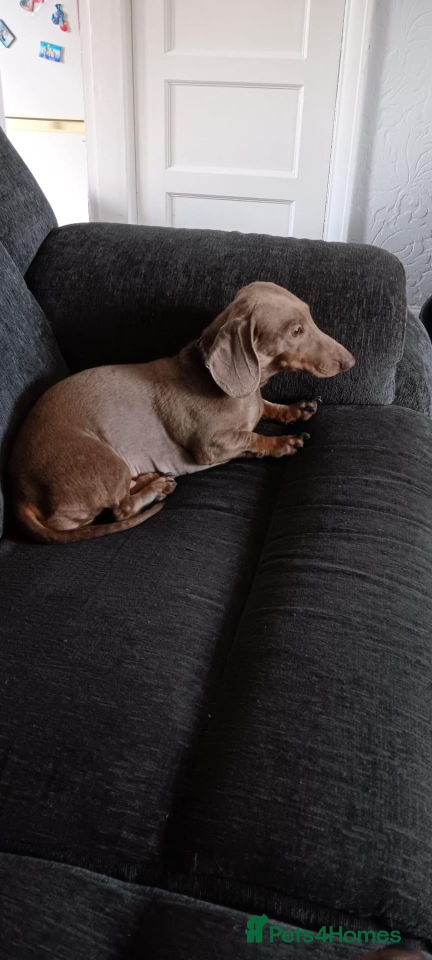 Miniature Dachshund dogs 🐾 Gorgeous Chocolate & Tan Dachshund Pups 🐾 - Advert 2