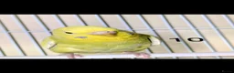 Budgerigars birds for sale: Baby Rainbow Budgies  - Advert 19