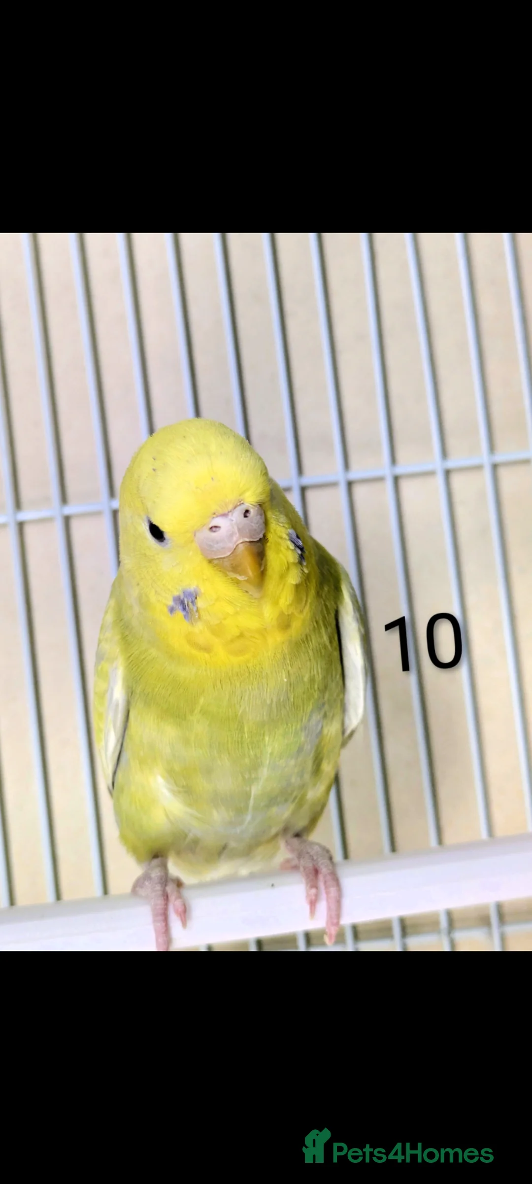 Budgerigars birds for sale: Baby Rainbow Budgies  - Advert 19